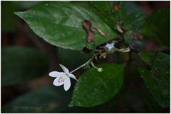 Pseuderanthemum malabaricum